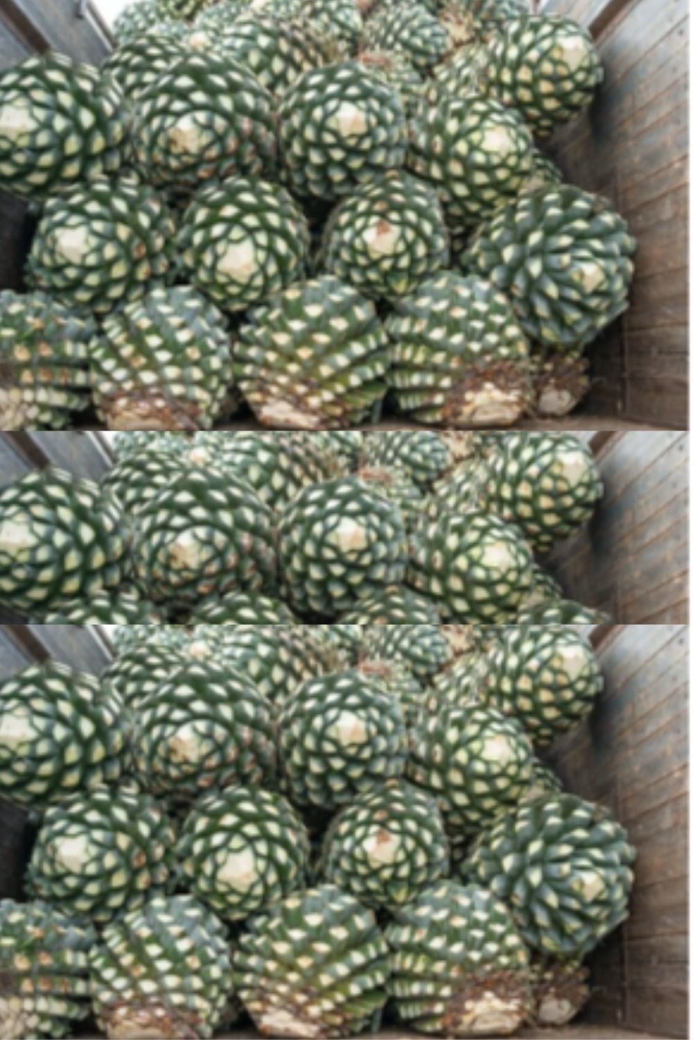 Agave Fruit